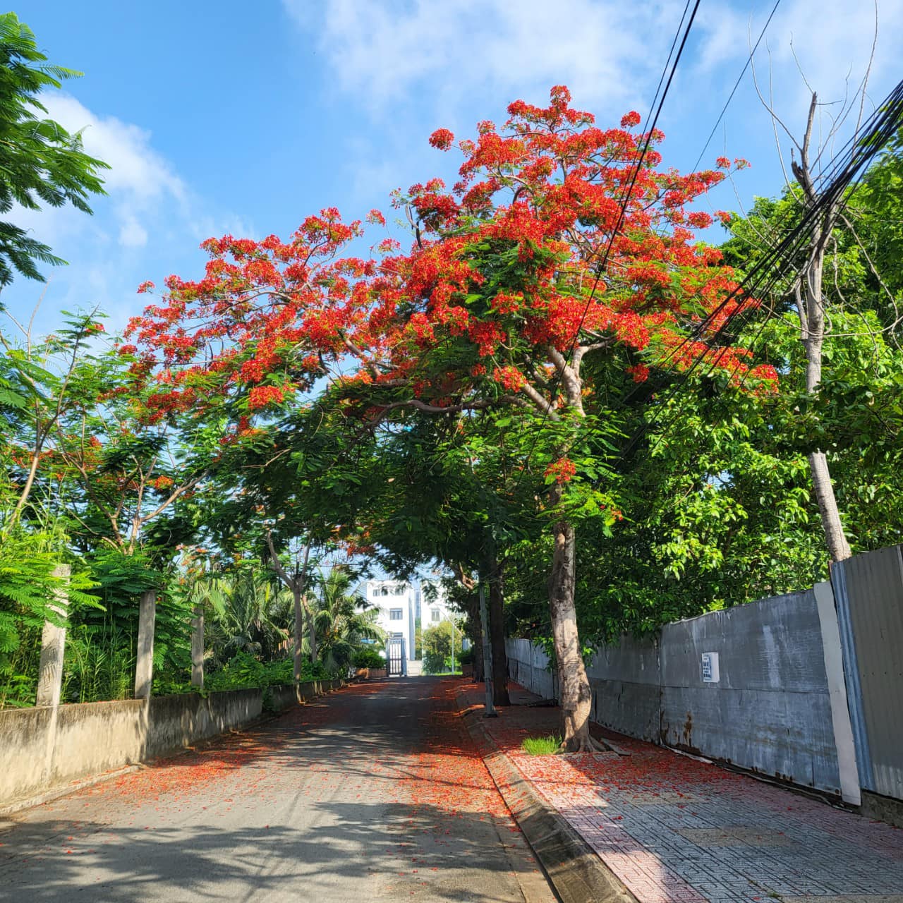 đất nền topia garden