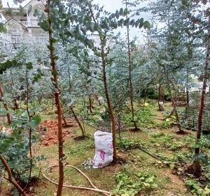 Nhà mặt tiền Quang Trung - Gò Vấp đẹp giá tốt, sở hữu ngay.